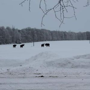 Meet your Posher, Lynne